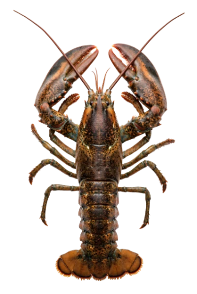 Fresh Raw Atlantic Lobster