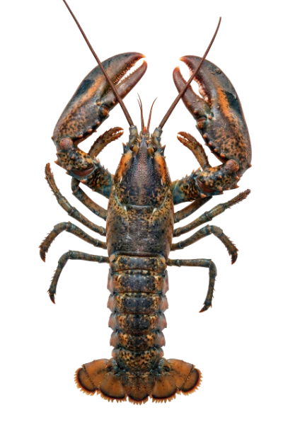 Fresh Raw Lobster