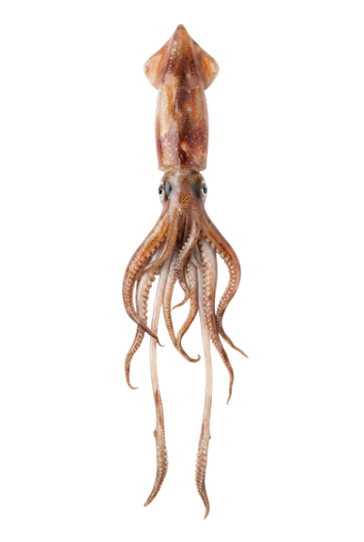 Fresh Raw Squid