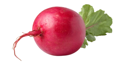 Fresh Red Radish