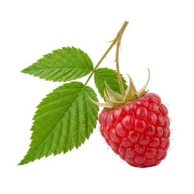 Fresh Red Raspberry