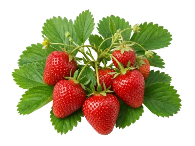 Fresh Red Strawberries