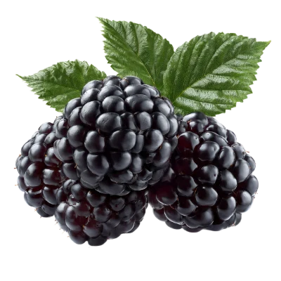 Fresh Ripe Blackberries