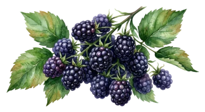 Fresh Ripe Blackberries