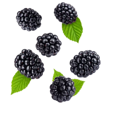 Fresh Ripe Blackberries