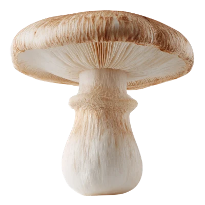Fresh Shiitake Mushroom