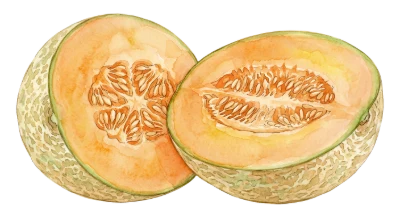 Fresh Sliced Cantaloupe Melon