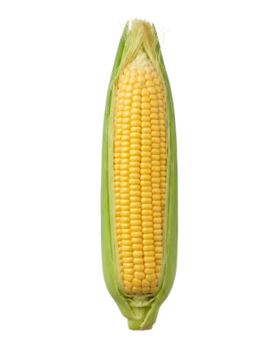 Fresh Sweet Corn