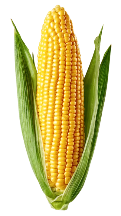 Fresh Sweet Corn Cob