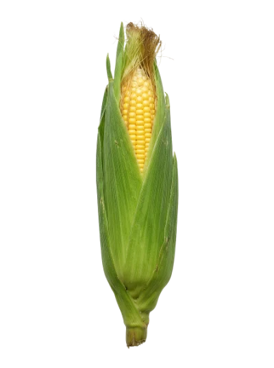 Fresh Sweet Corn