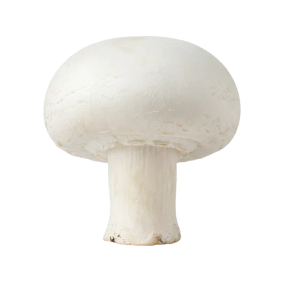Fresh White Mushroom