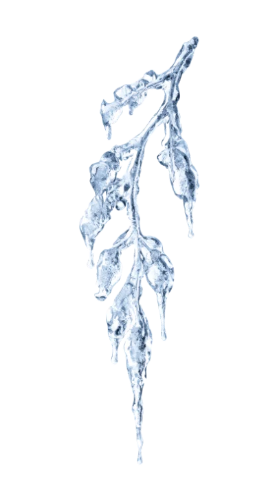 Frozen Icy Branch