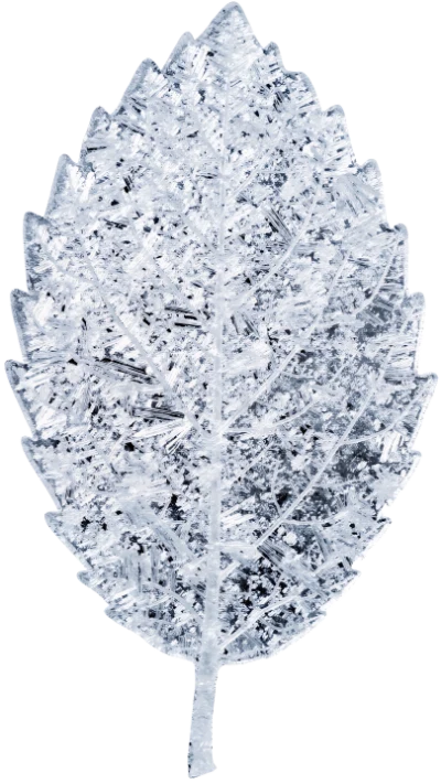 Frozen Icy Leaf
