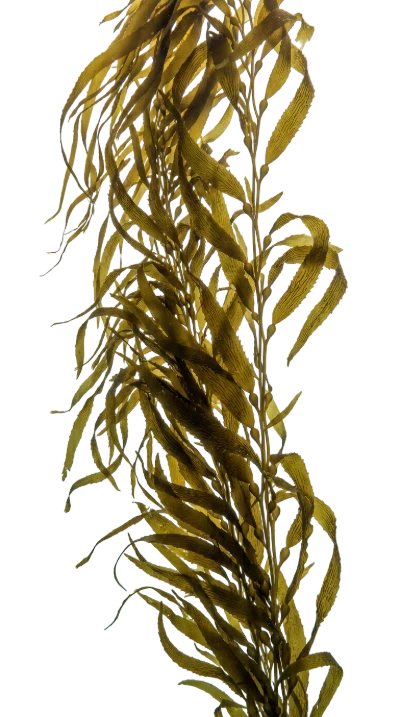 Giant Kelp Seaweed
