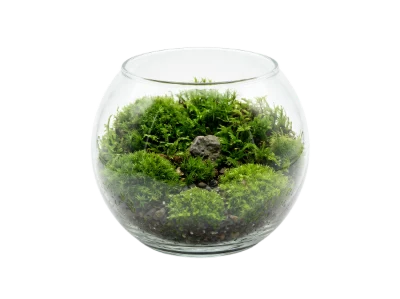 Glass Bowl Moss Terrarium