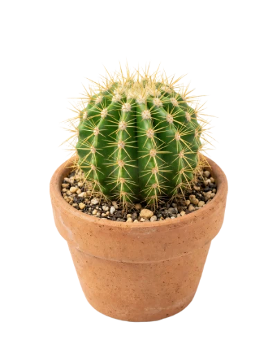 Golden Barrel Cactus