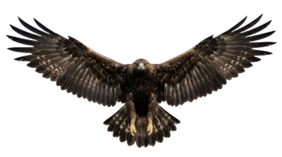 Golden Eagle Flying
