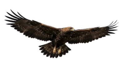 Golden Eagle Flying