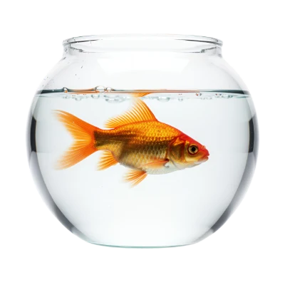 Goldfish In Glass Bowl