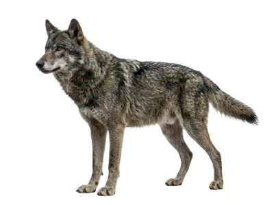 Gray Wolf Standing