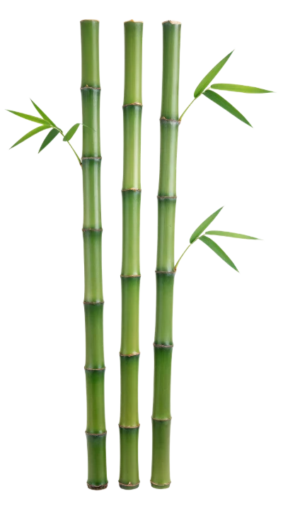 Green Bamboo Stalks