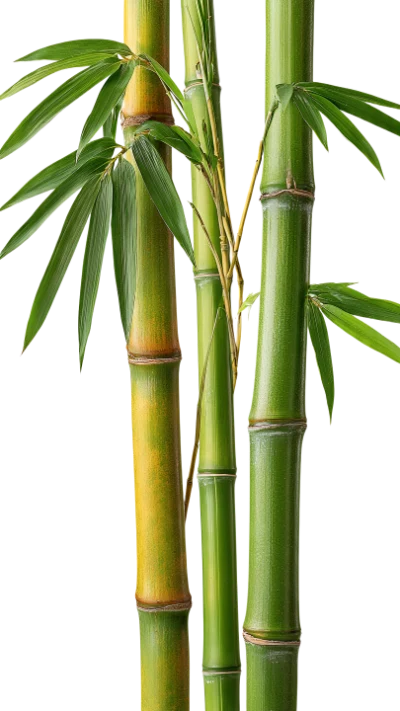 Green Bamboo Stalks