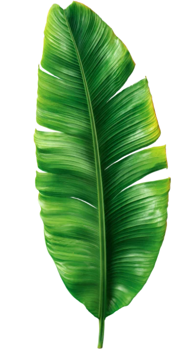 Green Banana Leaf