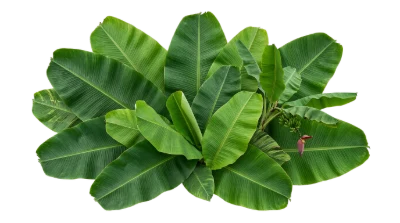 Green Banana Leaves