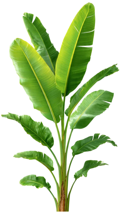 Green Banana Plant
