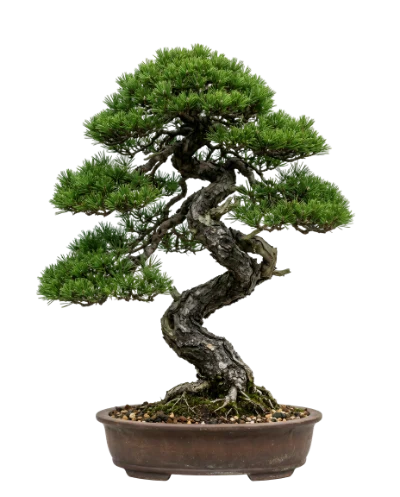 Green Bonsai Tree