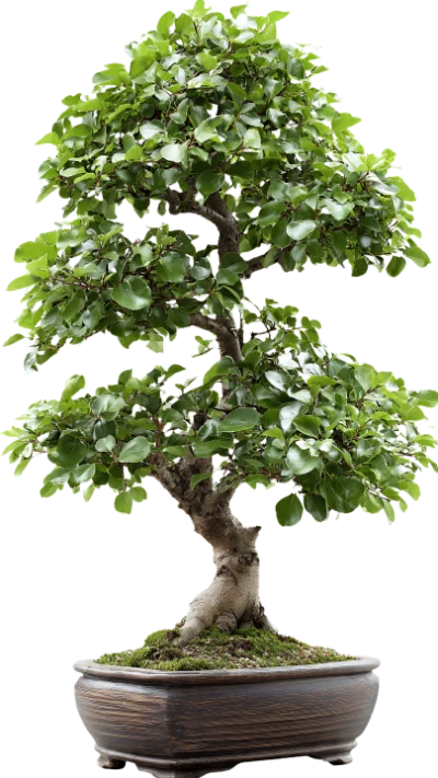Green Bonsai Tree
