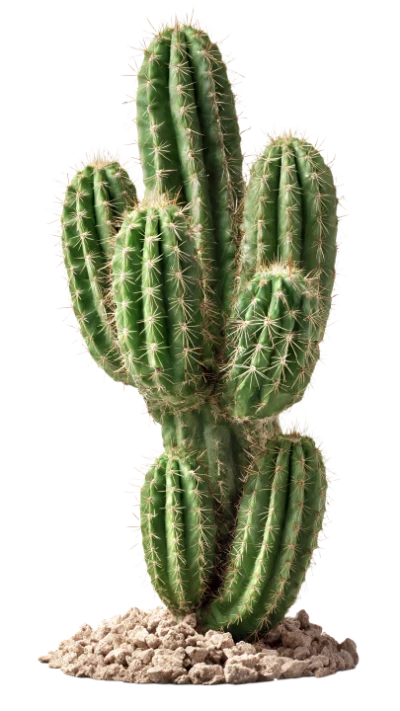 Green Columnar Cactus