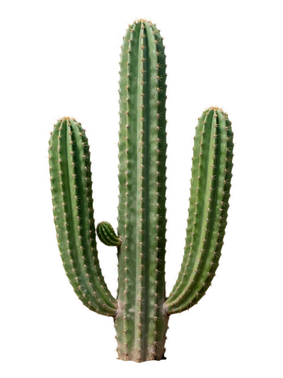 Green Columnar Cactus