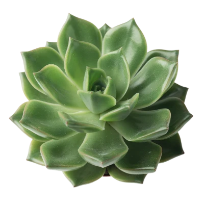 Green Echeveria Succulent Plant