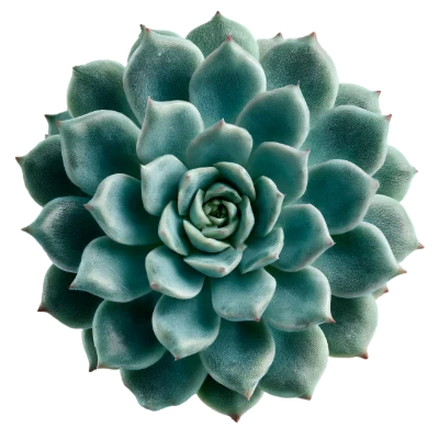 Green Echeveria Succulent Plant