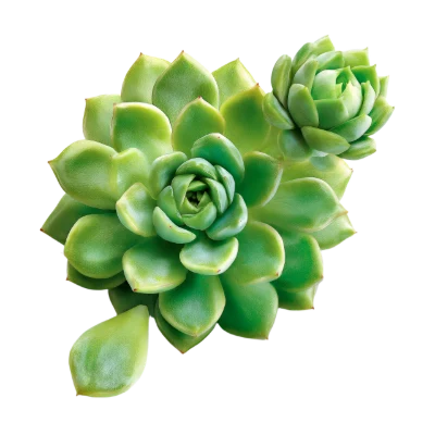 Green Echeveria Succulent Plant