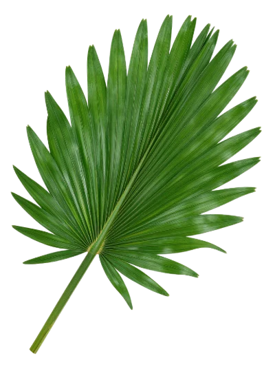 Green Fan Palm Leaf