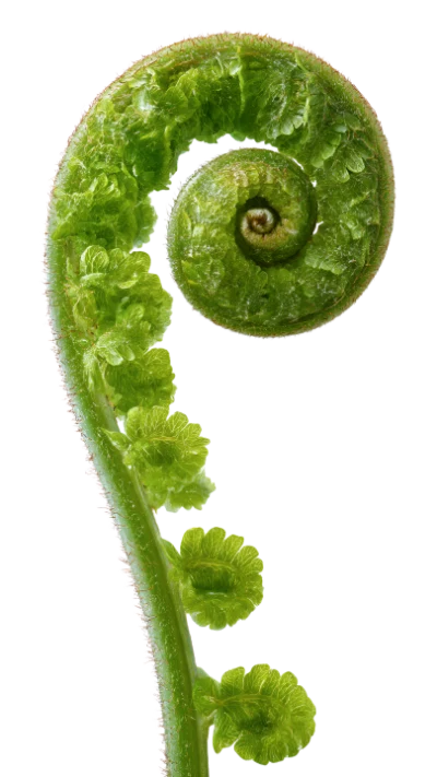 Green Fern Fiddlehead