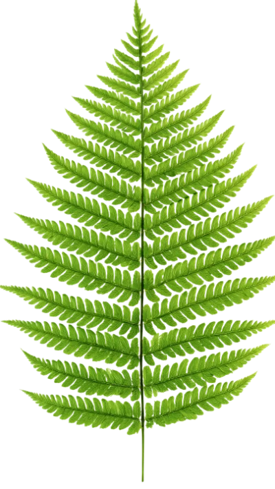 Green Fern Leaf