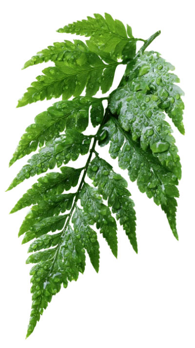 Green Fern Leaf