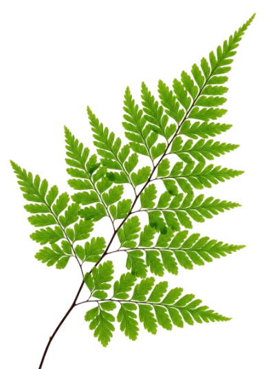 Green Fern Leaf
