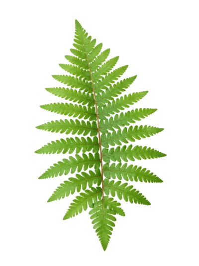 Green Fern Leaf