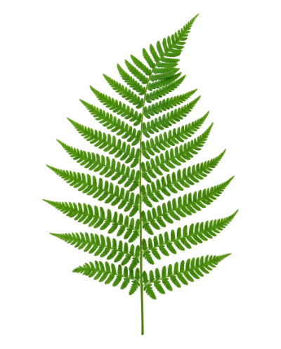 Green Fern Leaf