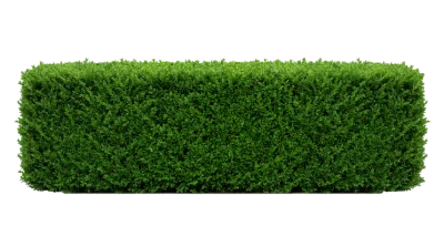Green Garden Hedge