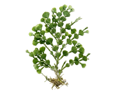Green Halimeda Seaweed