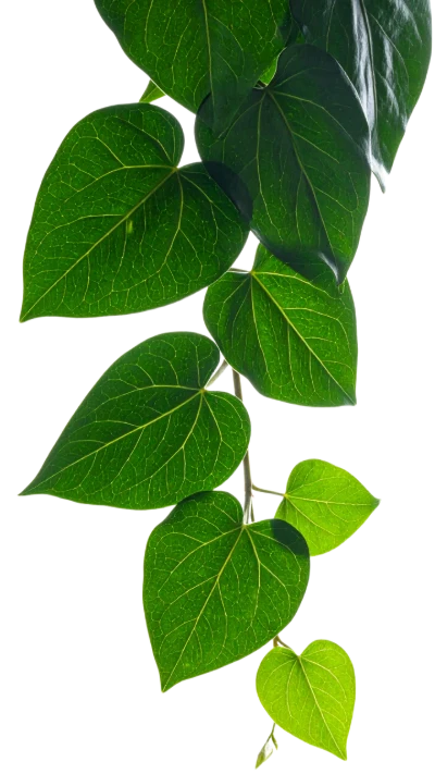 Green Heart Shaped Leaves