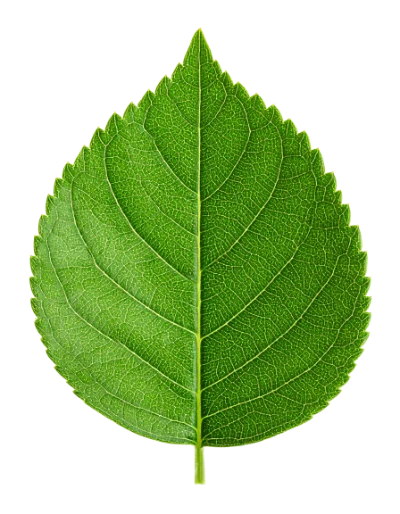 Green Hydrangea Leaf