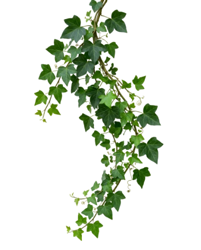 Green Ivy Hanging Vine