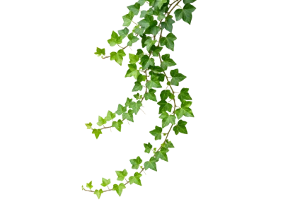 Green Ivy Hanging Vine