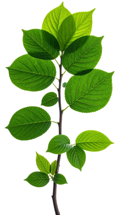 Green Leafy Branch